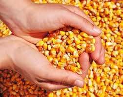 Porumb boabe Ucraina