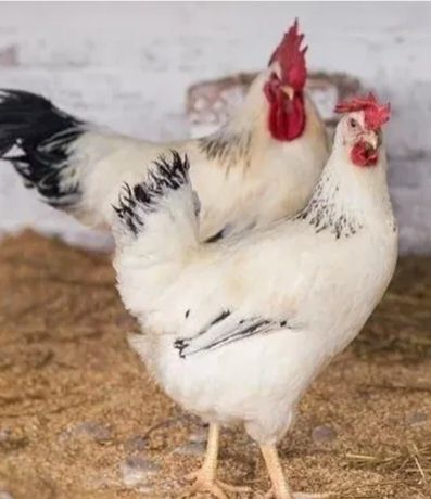 Петухи Адлер возраст 6.мес