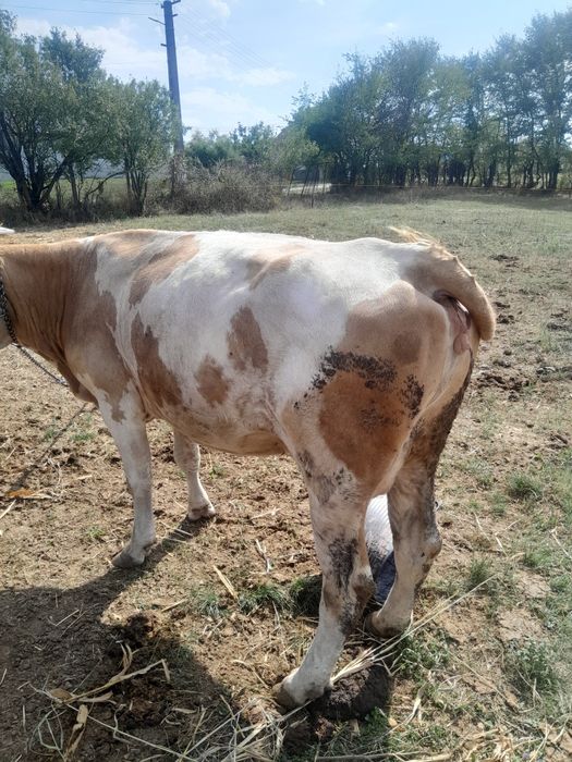 Vaca pentru abator sau tinu