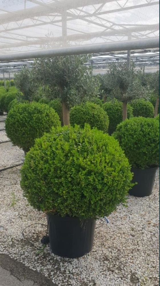 Buxus globular magnolie grandiflora