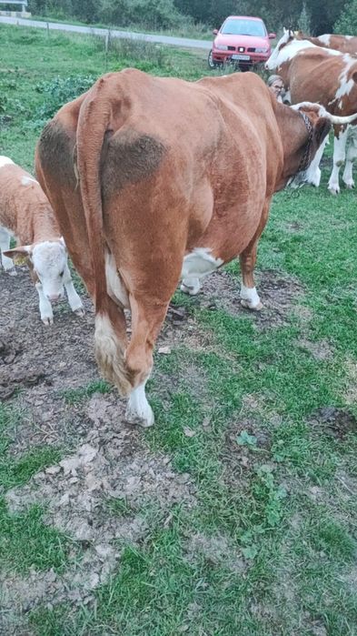 Vaca cu vitel garantata