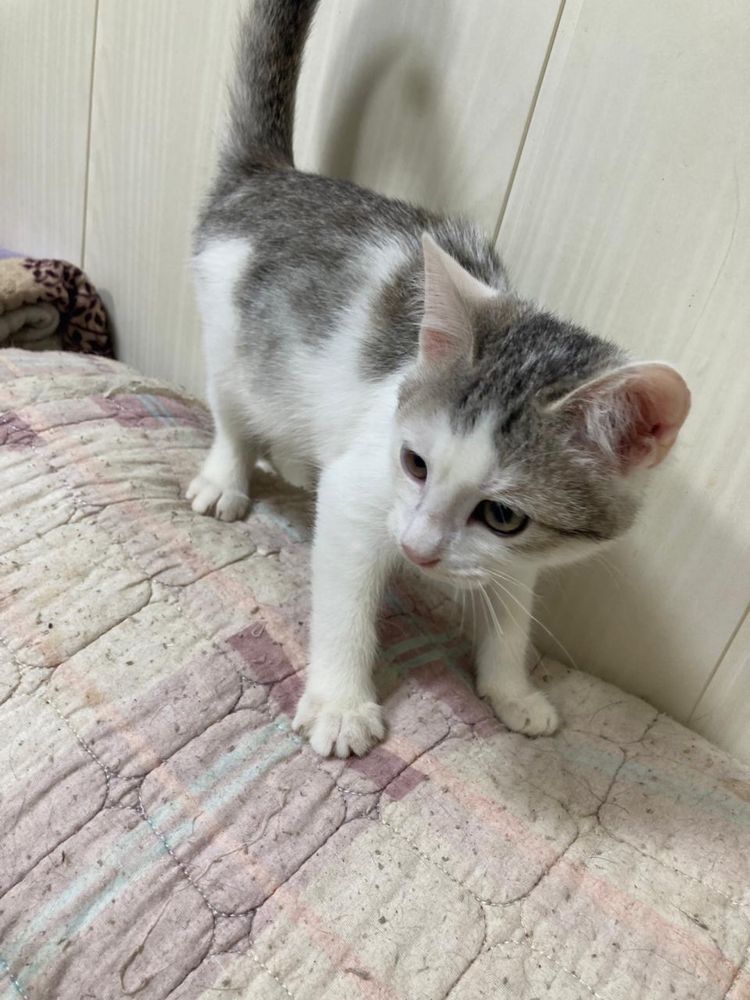 Котенок мальчик  ищет дом! Костанай ! Привезем !