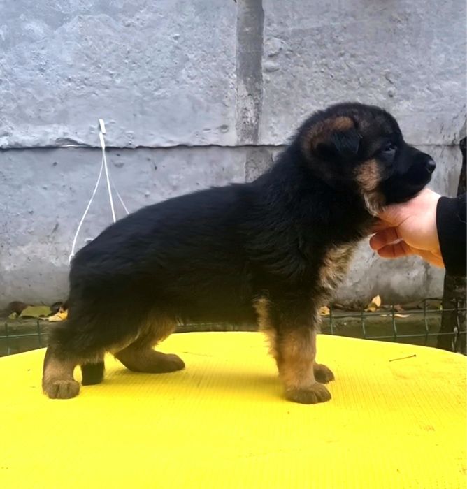 Pui Ciobanesc German - linie de show