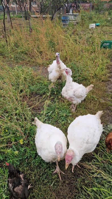 Vand curci si curcani