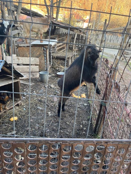 Tap …………………………….