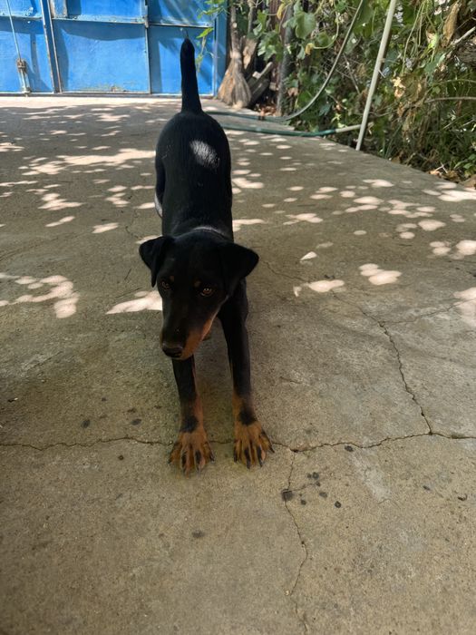 Продается охотничья собака Ягдтерьер