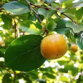 Kaki Duo jiro si Sharon