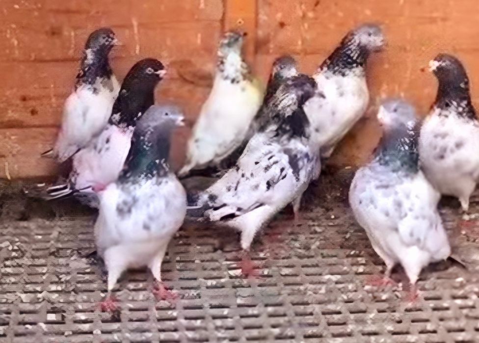 Vand porumbei tippleri  pakistanez