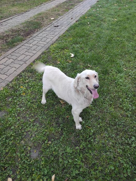 Donez cățelușă în vârstă de 2 anișori
