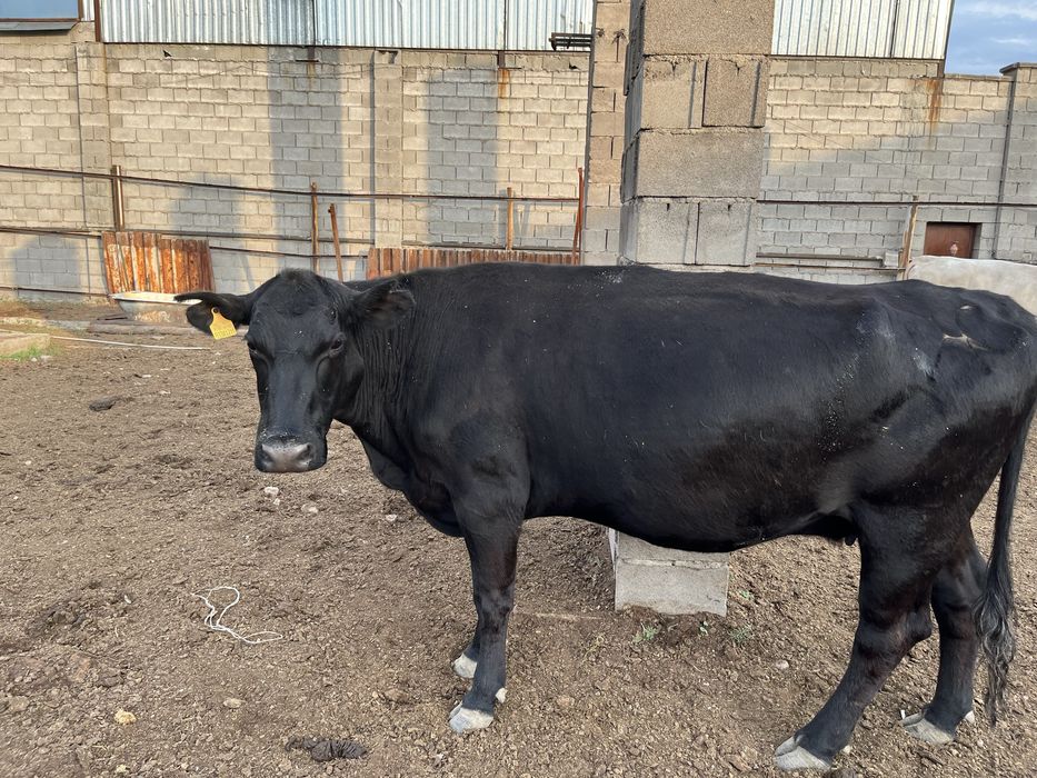 Корова парода Ангус