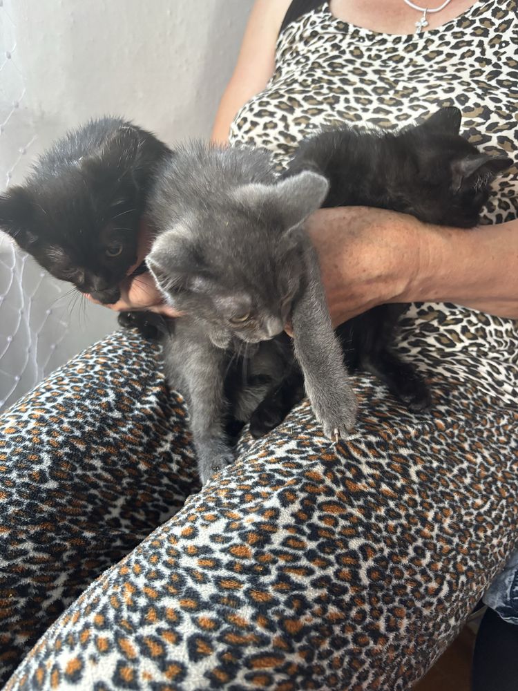 Котята бесплатно