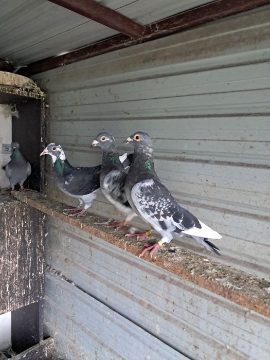 Vand porumbei tippleri