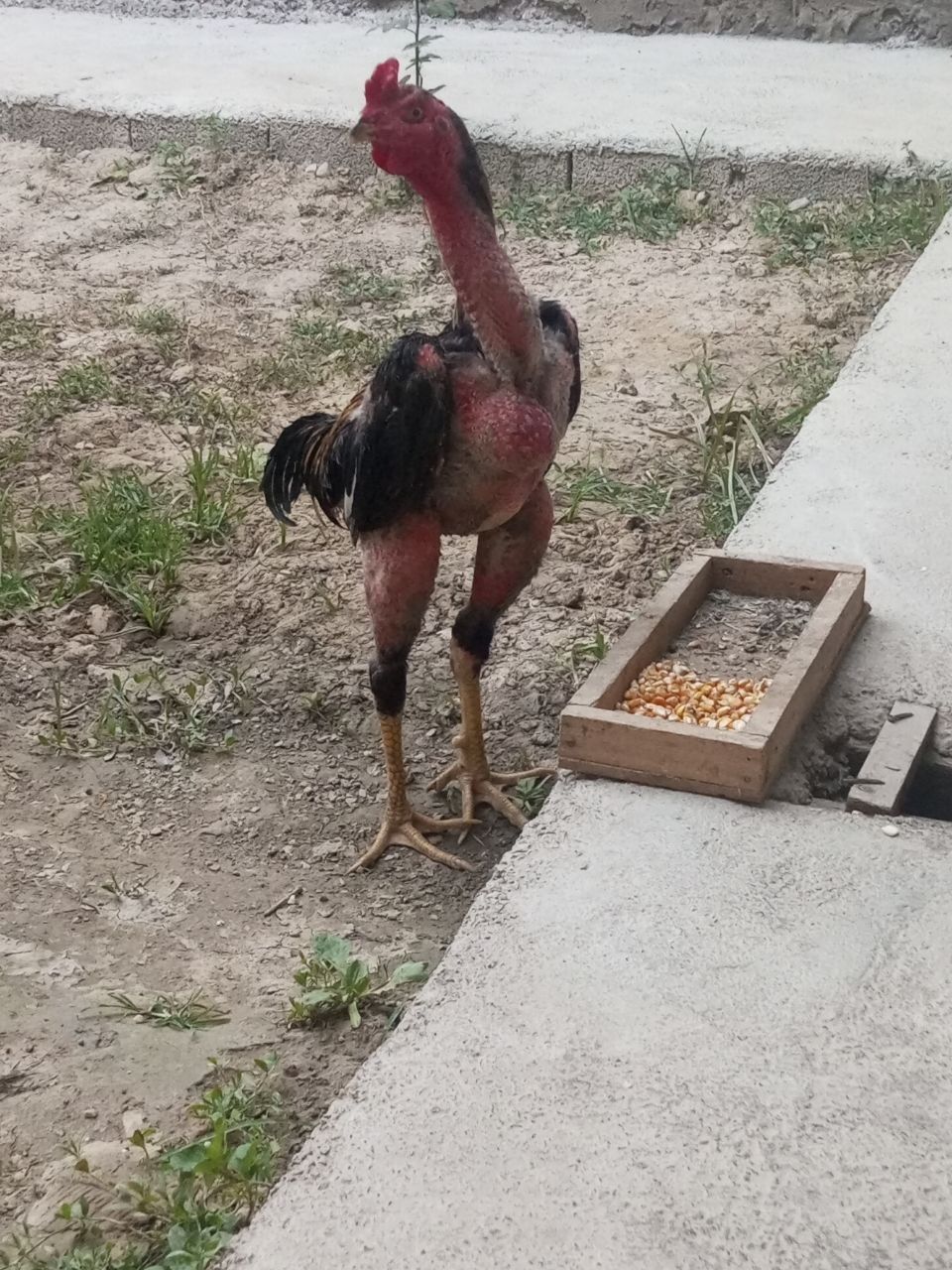 Dakan xo'roz sotiladi