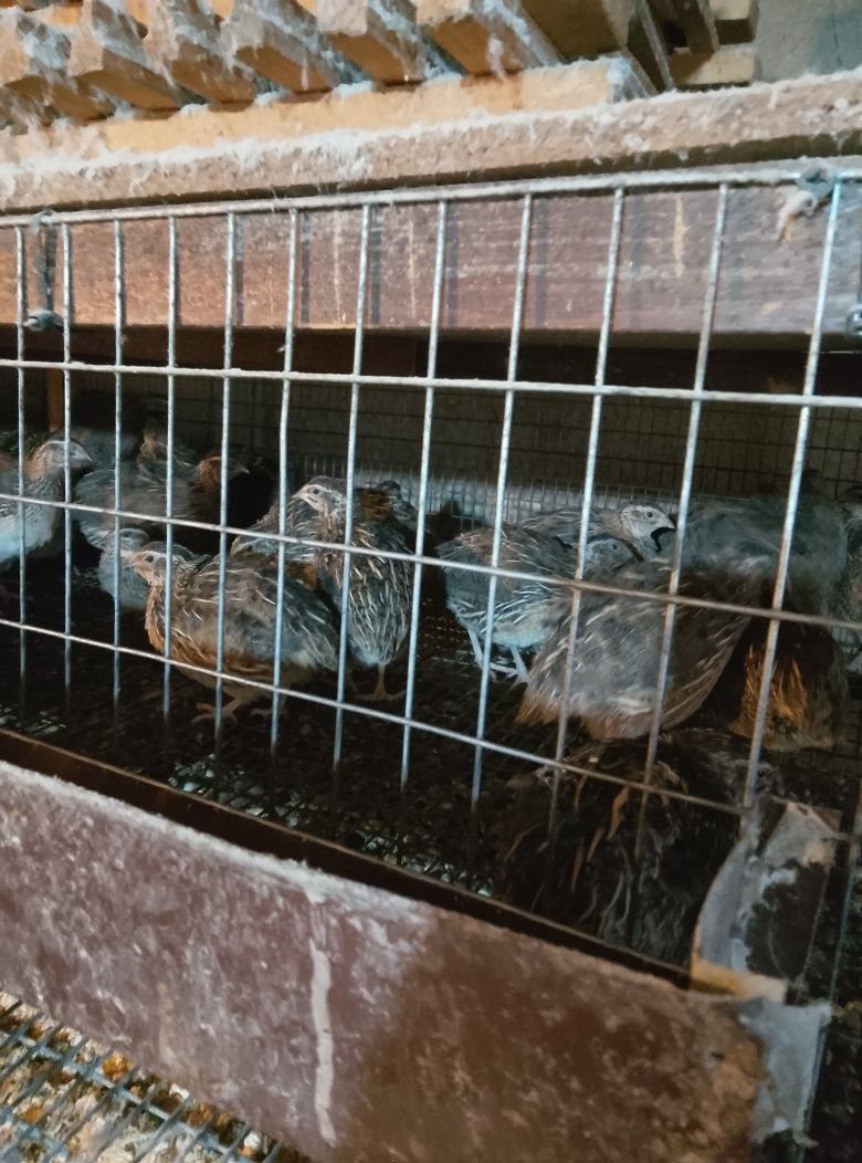 Vând ouă și pui de prepeliță și de găină