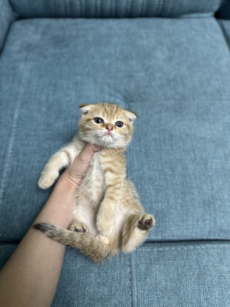 Продаетса скоттиш фолд