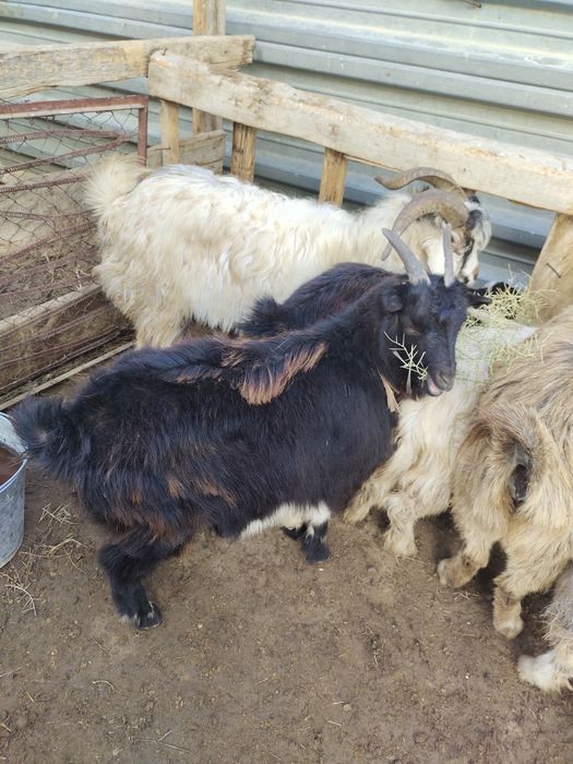 Осы ұрғашы шыбыш сатылады !!