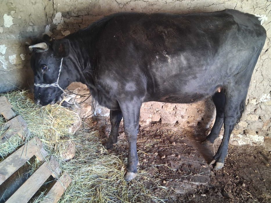 Продавам бременна юница