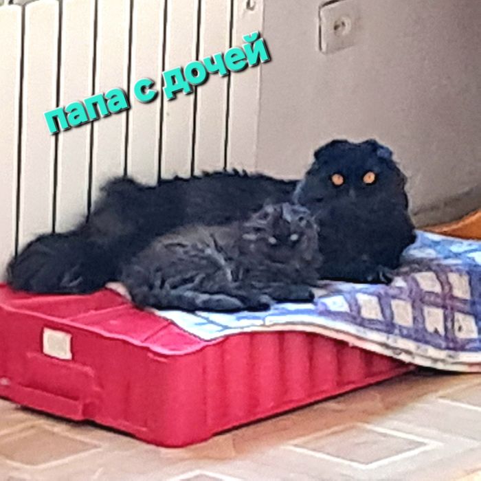 Вязка кот скотишфолд