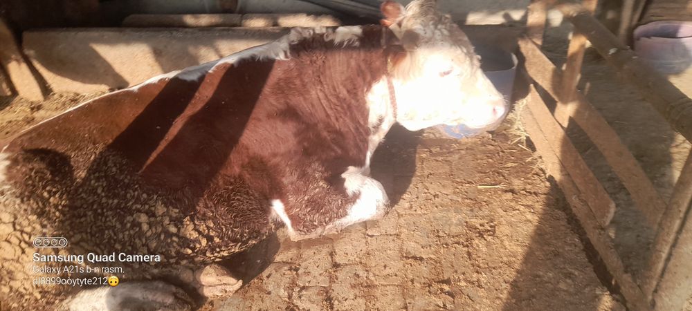 сотилади букалар