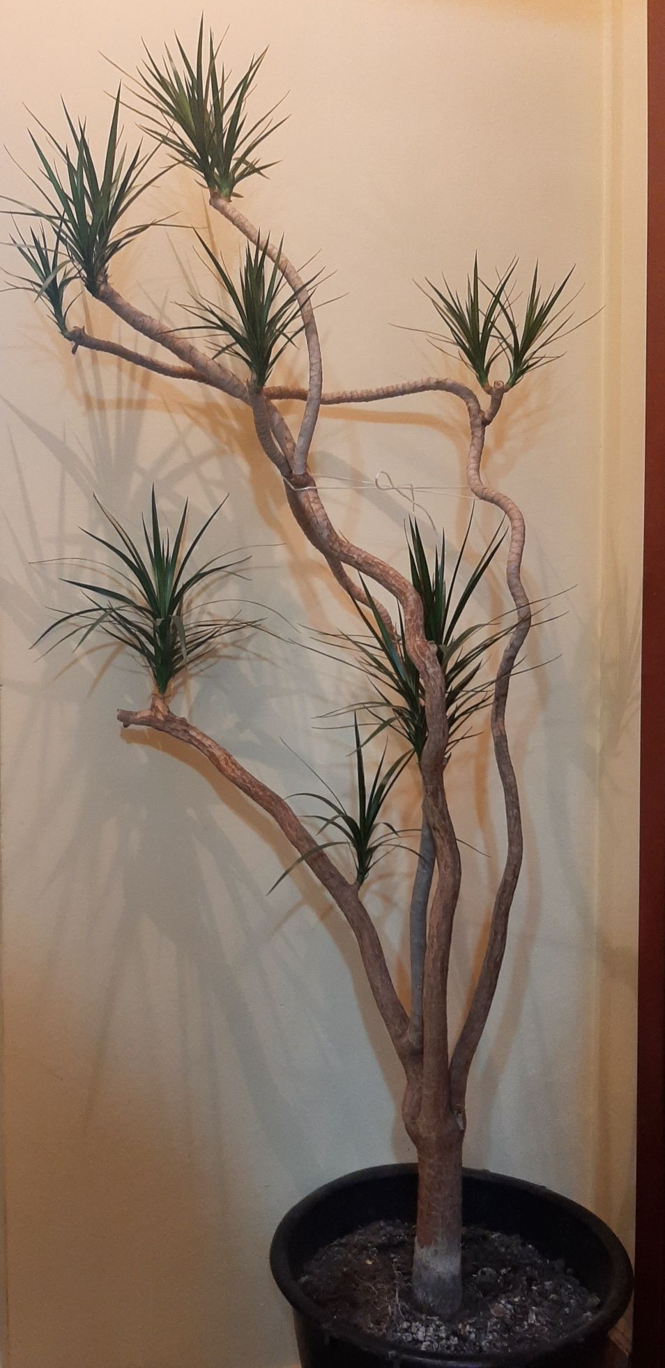 Planta interior - Dracaena marginata, H 185 cm