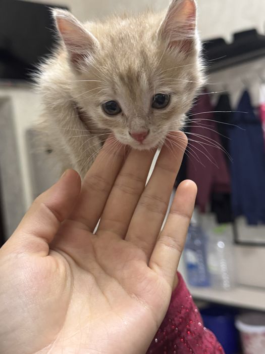 Отдам даром котёнка в хорошие руки, мальчик, очень любит играть, милый