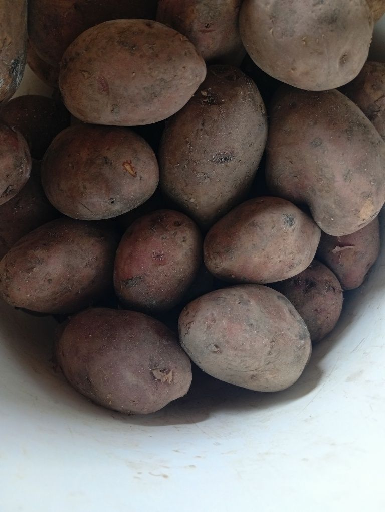 Продам картофель