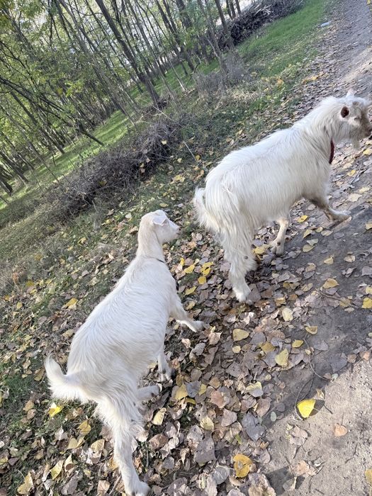 Țap si iada de 8 luni