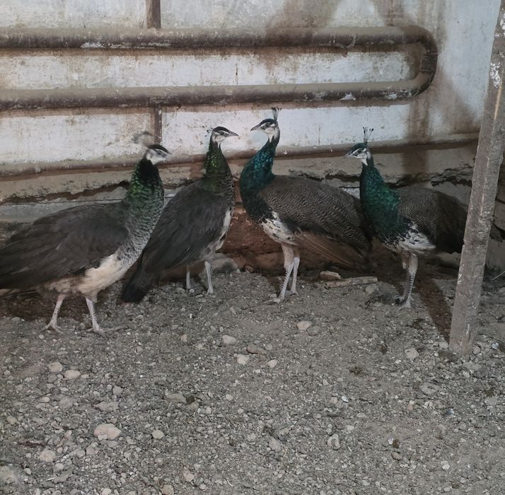 Индийские павлины на продажу