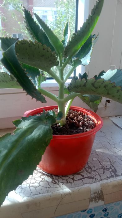 Колонхое лечебное