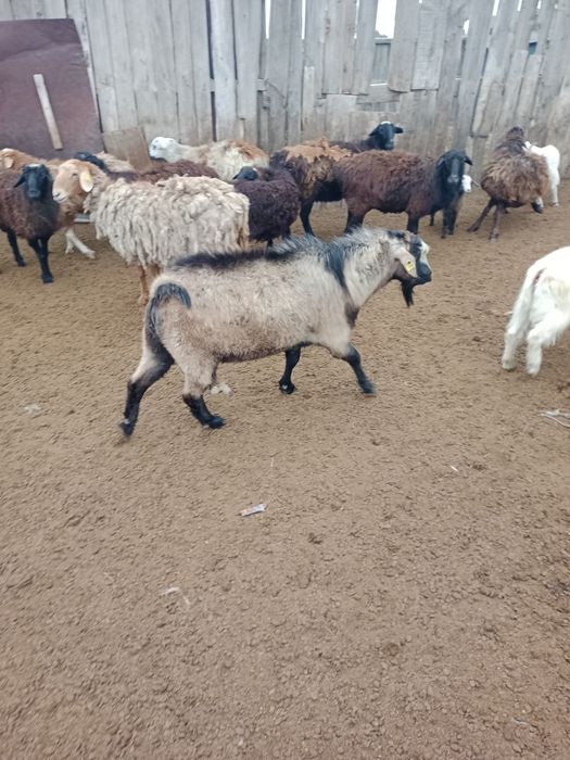 Продается Козёл Комолый.