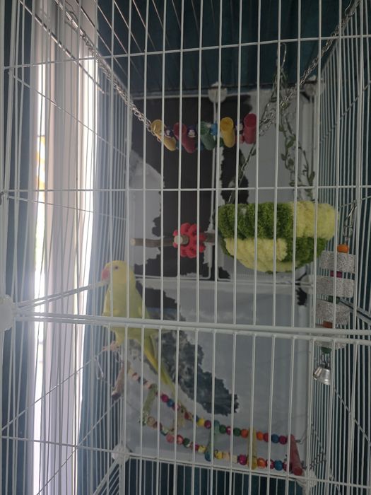 Papagal Micul Alexandru