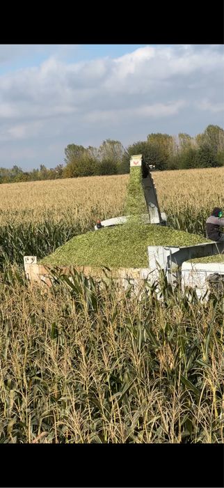 Silis doni bilan urilgan yaguar kanbayda