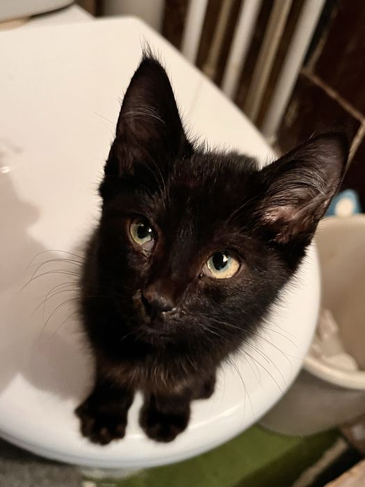 Отдаю чёрного котёнка в ОТВЕТСТВЕННЫЕ руки