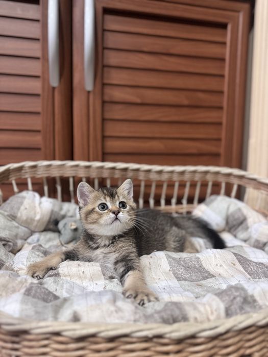 Продается скоттиш страйт!