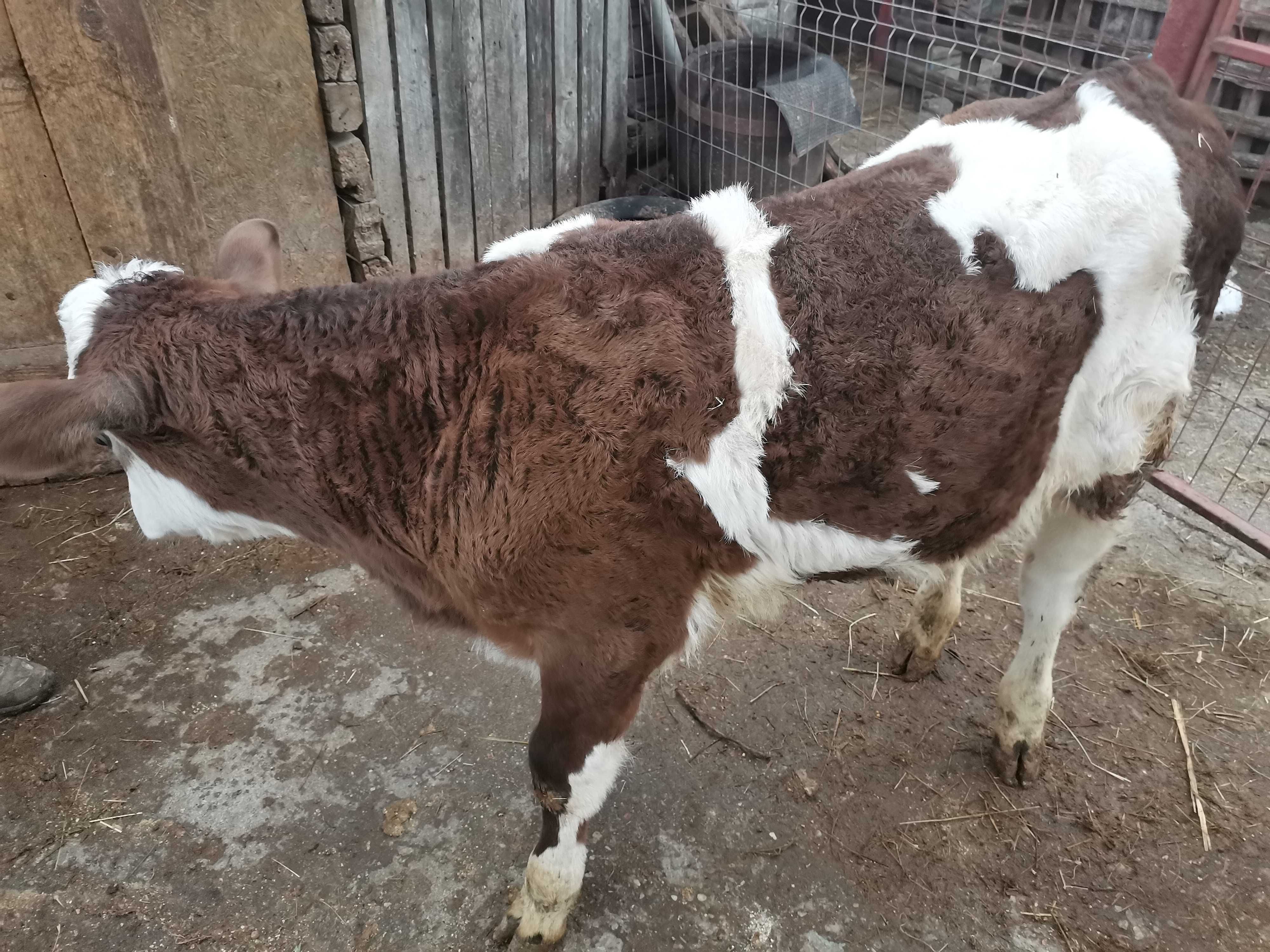Vițel Baltat pe negru, rasa mixta de carne, 5 luni