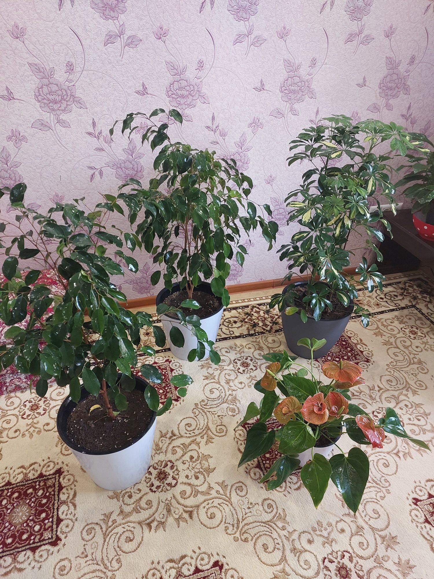 Гуллар сотилади.
