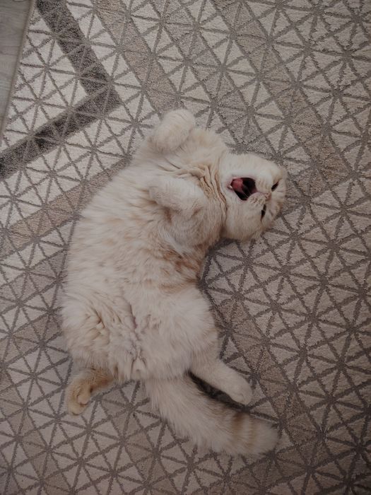 Вязка котов бесплатно