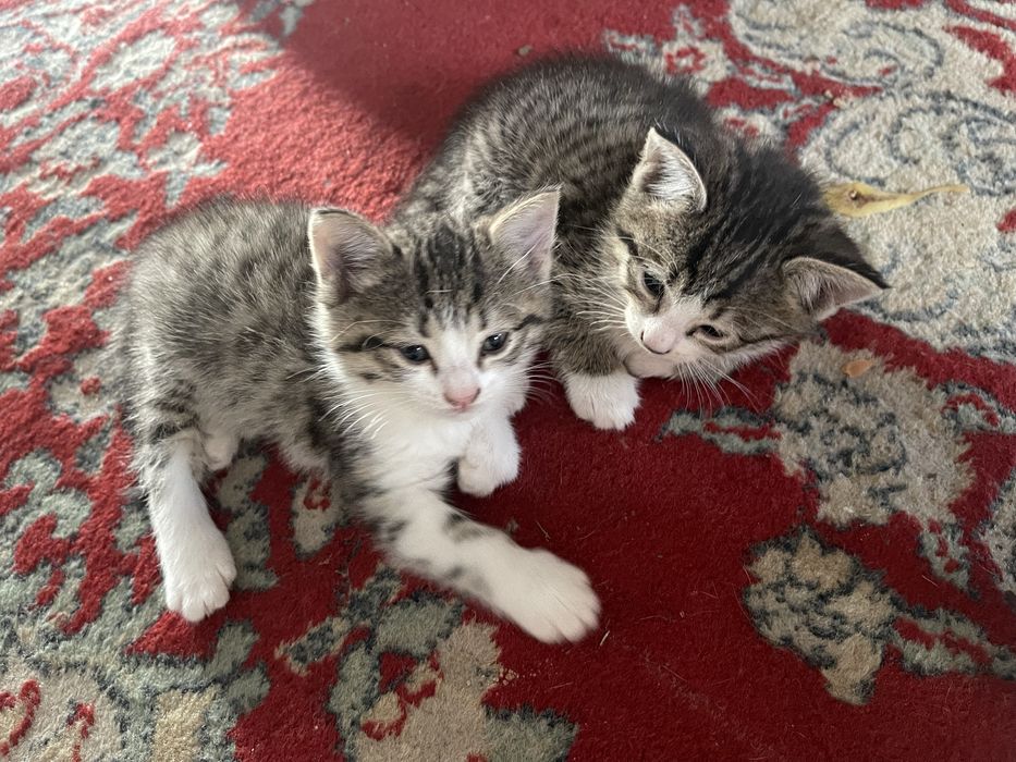 Котята милые ,приученные кладку ,игривые