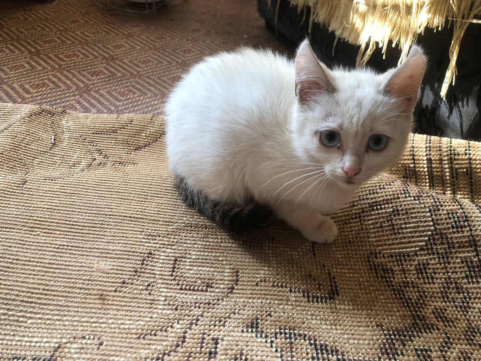 Котёнок бесплатно
