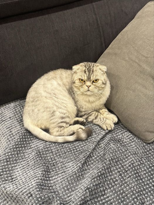 Отдам в хорошие руки