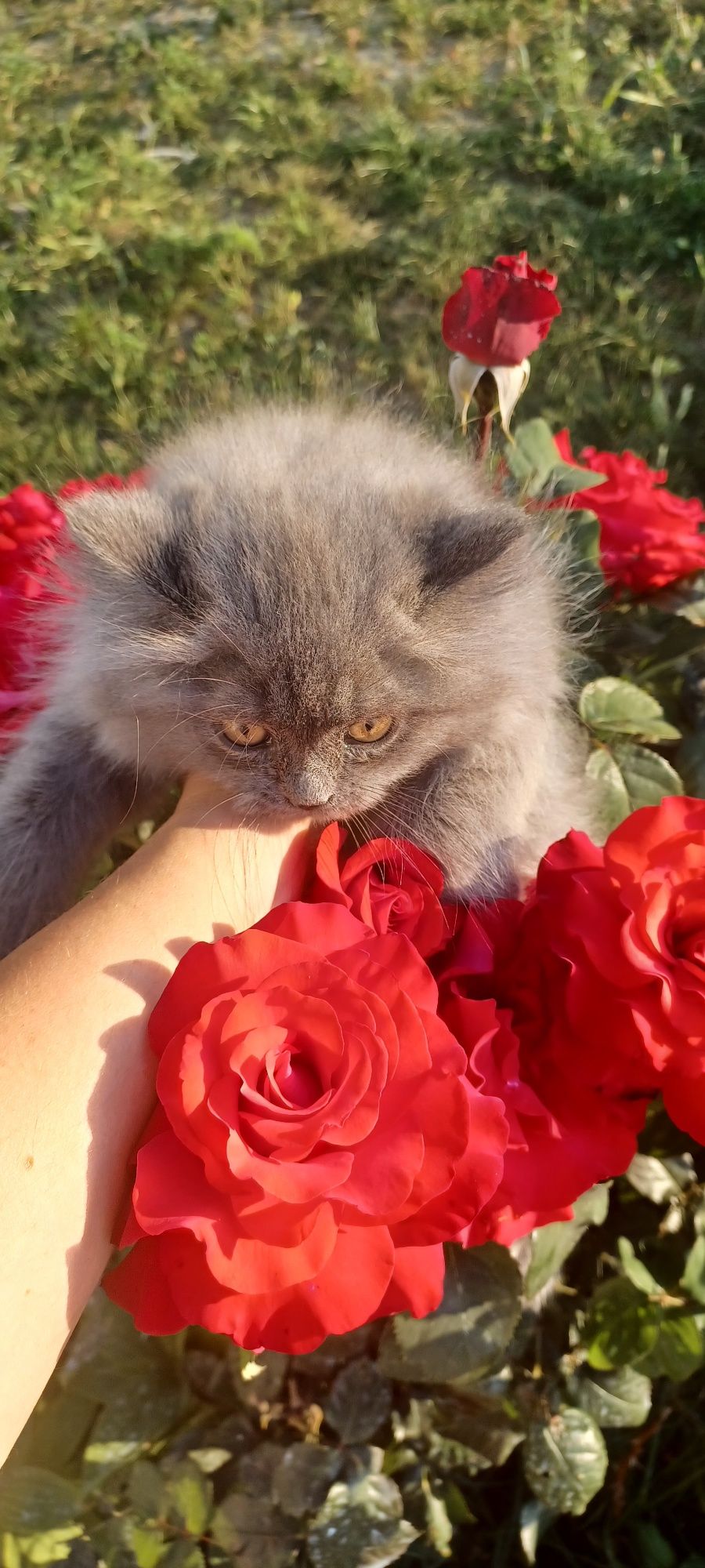 British longhair