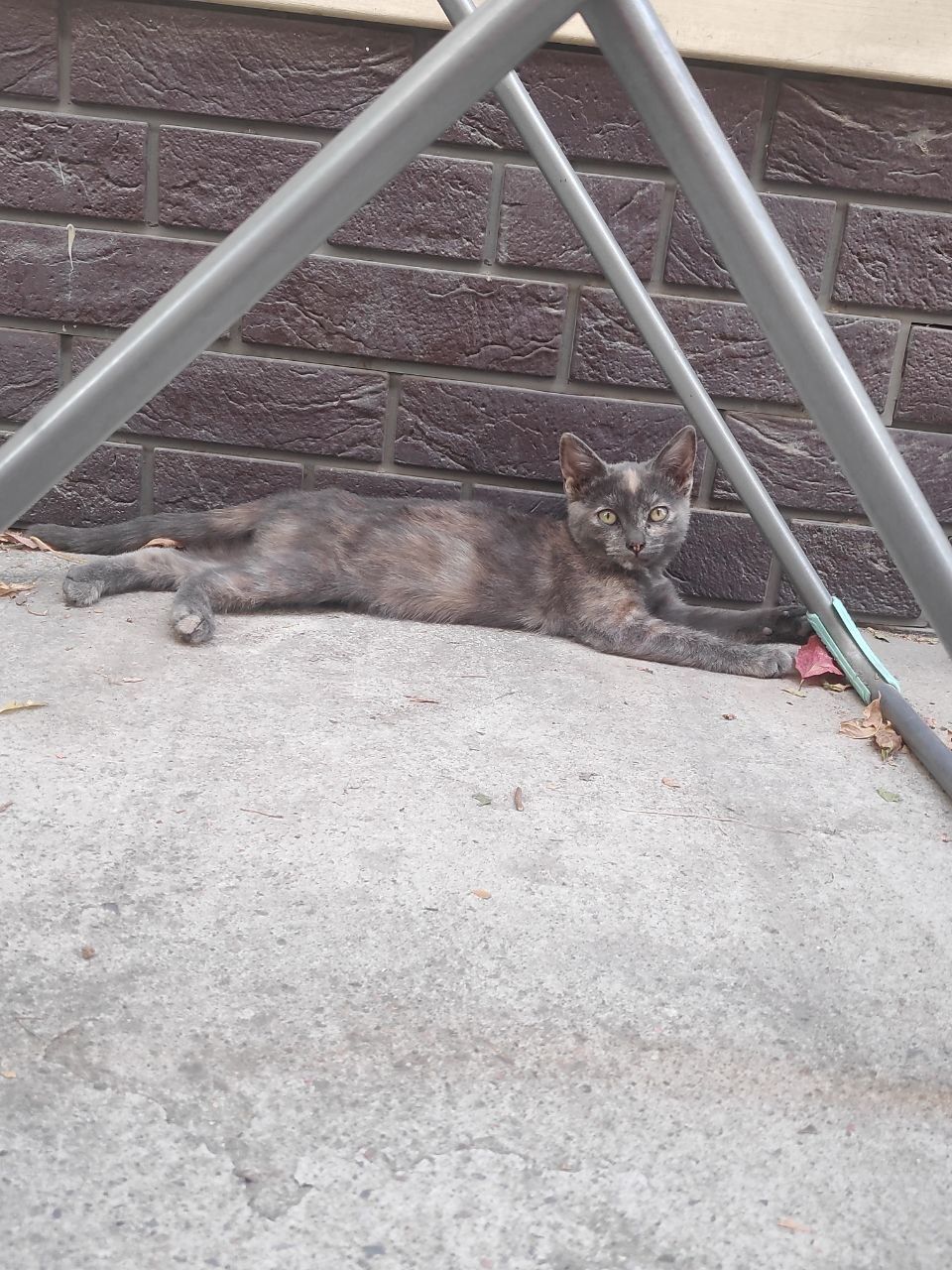 Котенок ищет дом