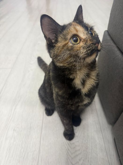 Котята в добрые руки бесплатно