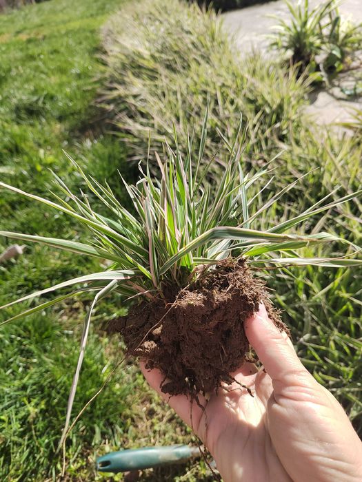 Дебела Мара, Делосперма, Хлорофитум, Фаларис и други