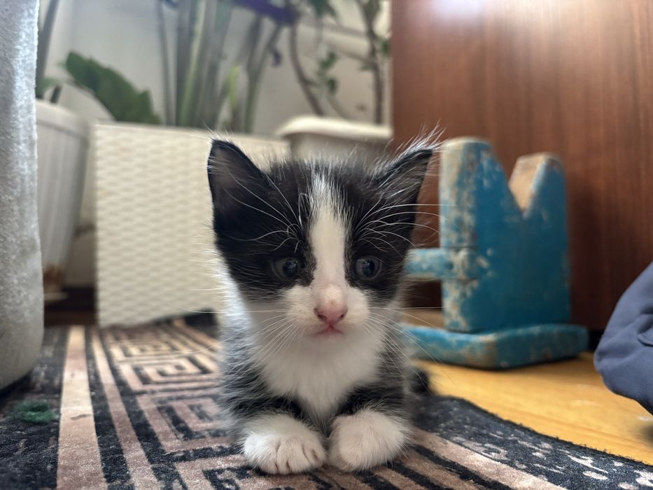 Котёнок мальчик 1 месяц Алматы