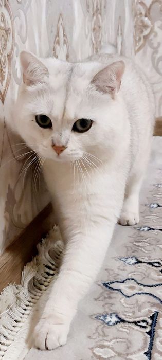 Вияска хизмати — Зотдор Бритиш Шиншилла эркак мушук