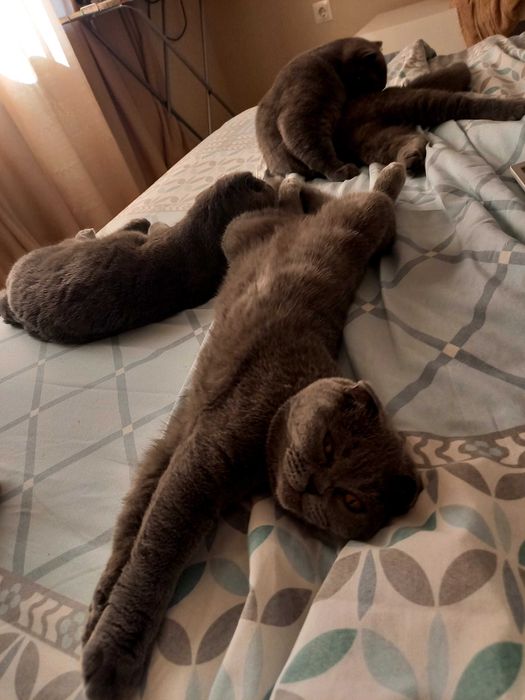 Шотландско клепоухо момиченце