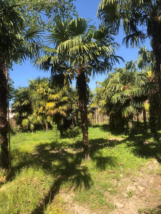 Rulouri de gazon Plante ornamentale