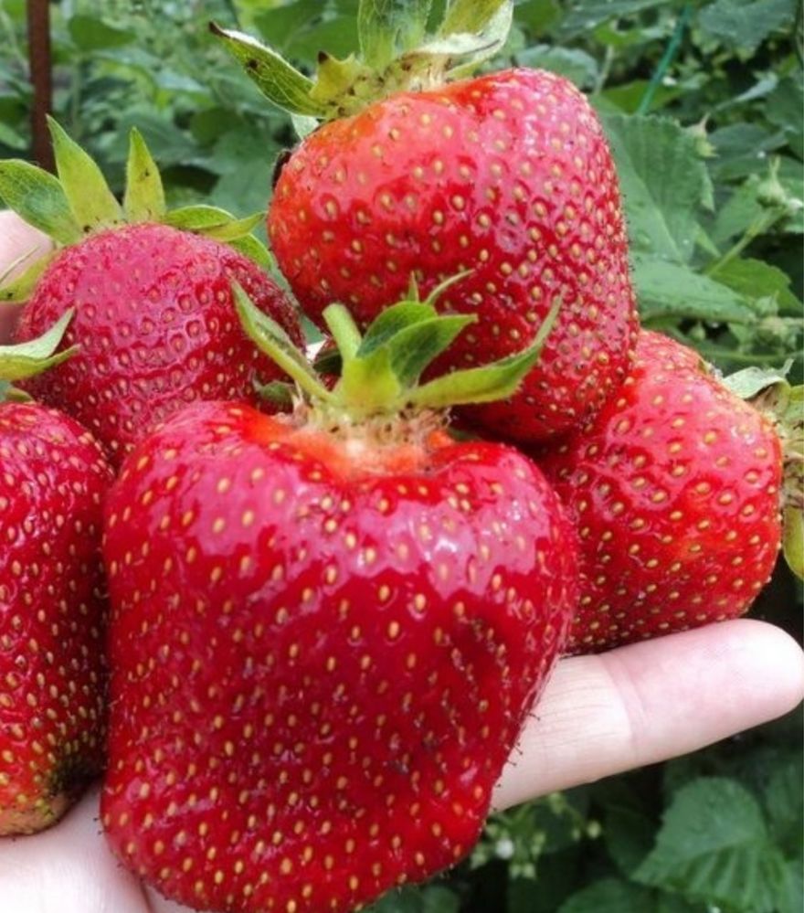 Продам сортовую клубнику