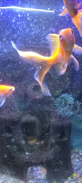 Akvarium baliqlari bilan sotiladi